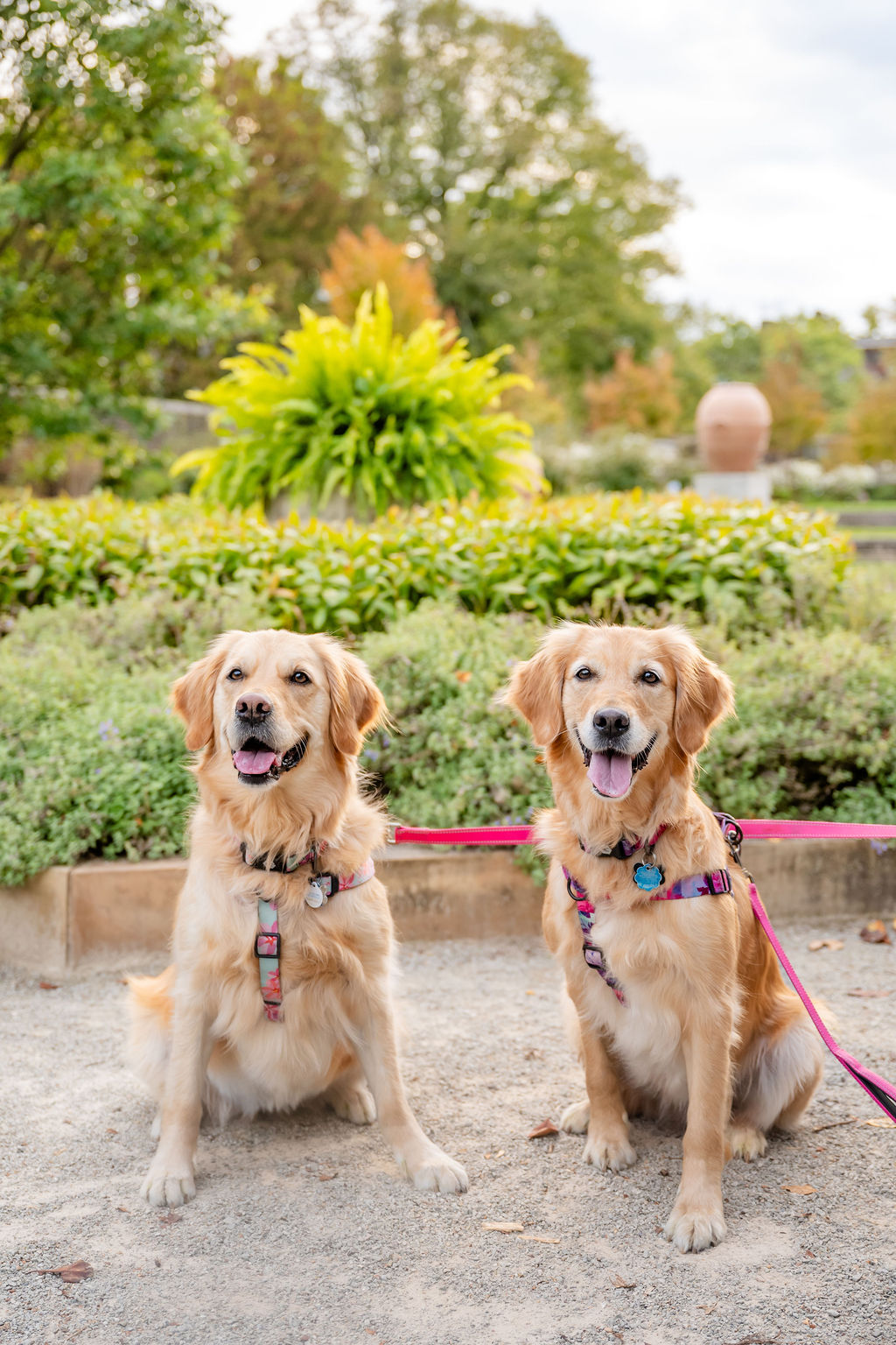 Fall Mini Sessions at Boyce Mayview Park photo 4